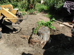 stump