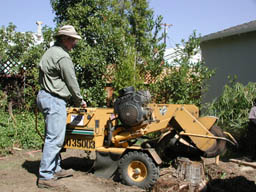 stump going