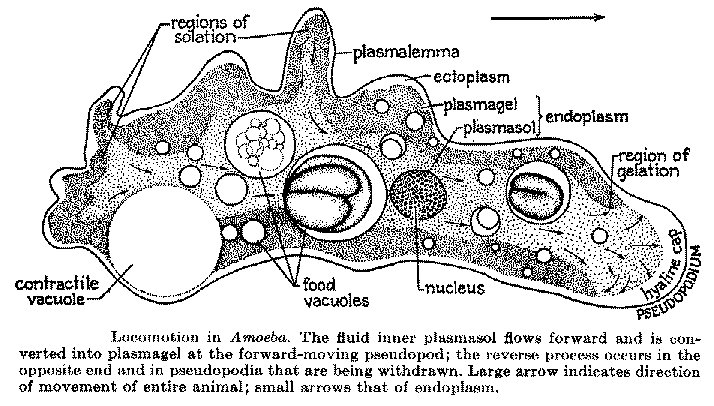 amoeba1