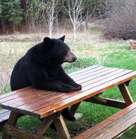 bear picnic