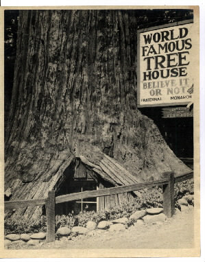 treehouse
