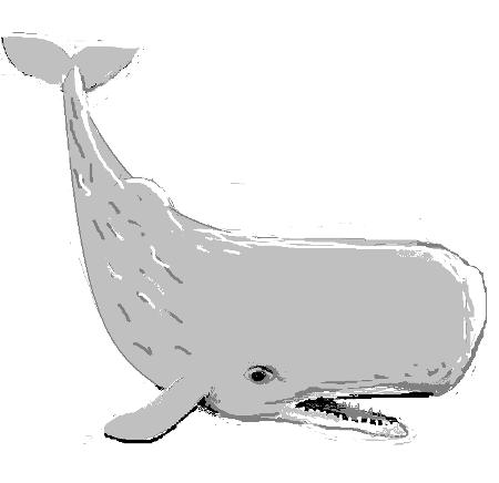 toms whale