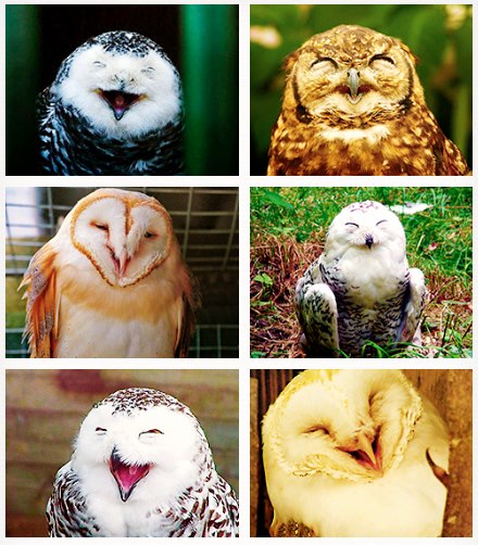 tino owls
