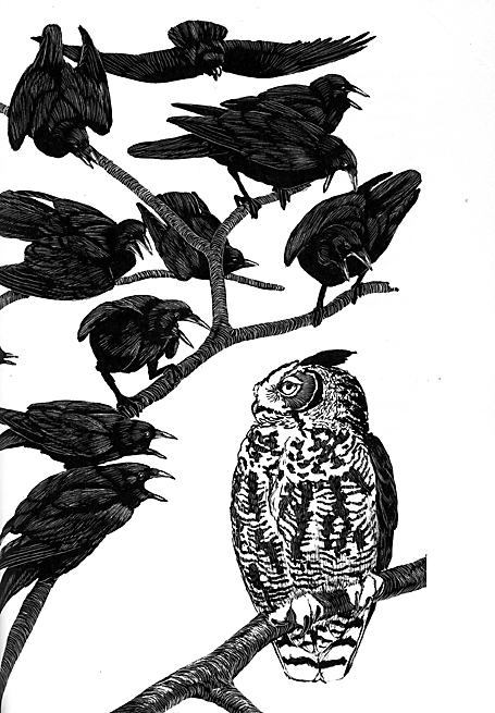 crows and owl