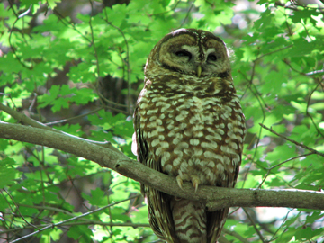 hungover owl