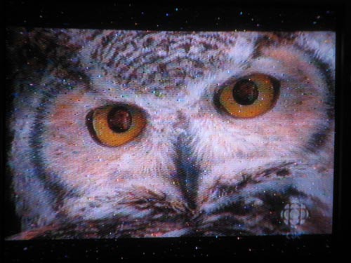 nutcracker owl