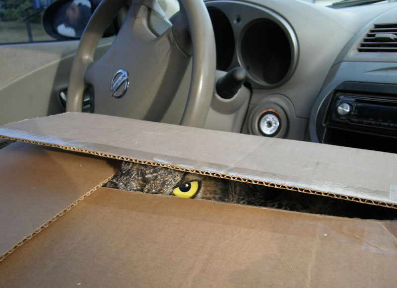 owl in box
