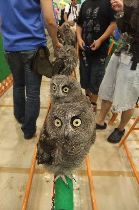 owls n owls