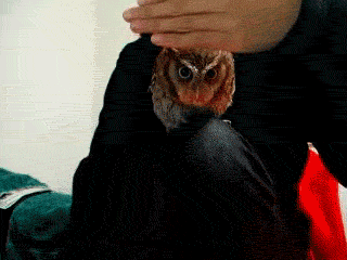 curious owl gif