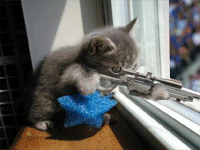 kitty with rifle