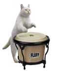cat percussionist
