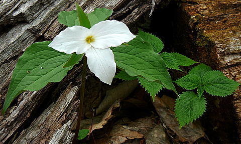 trillium1