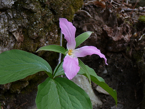 trillium2