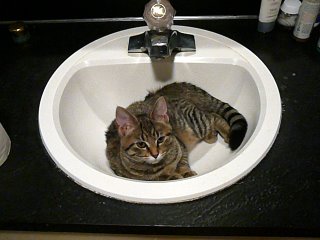 catsink