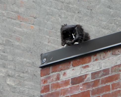 roofcat