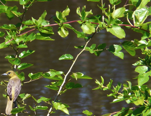 abirdnearpond