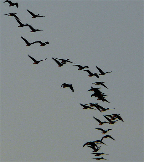 geese