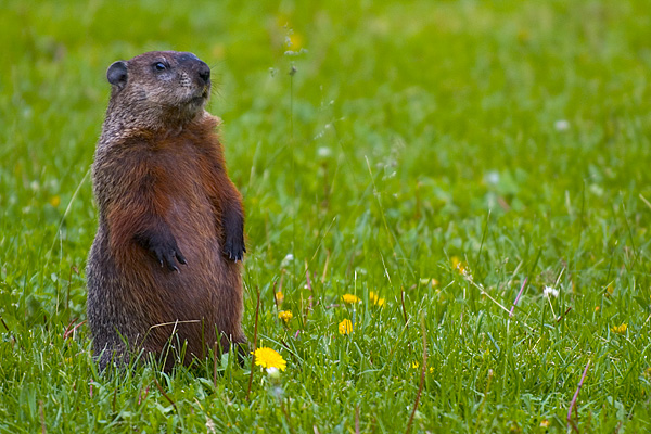 Marmot Monax