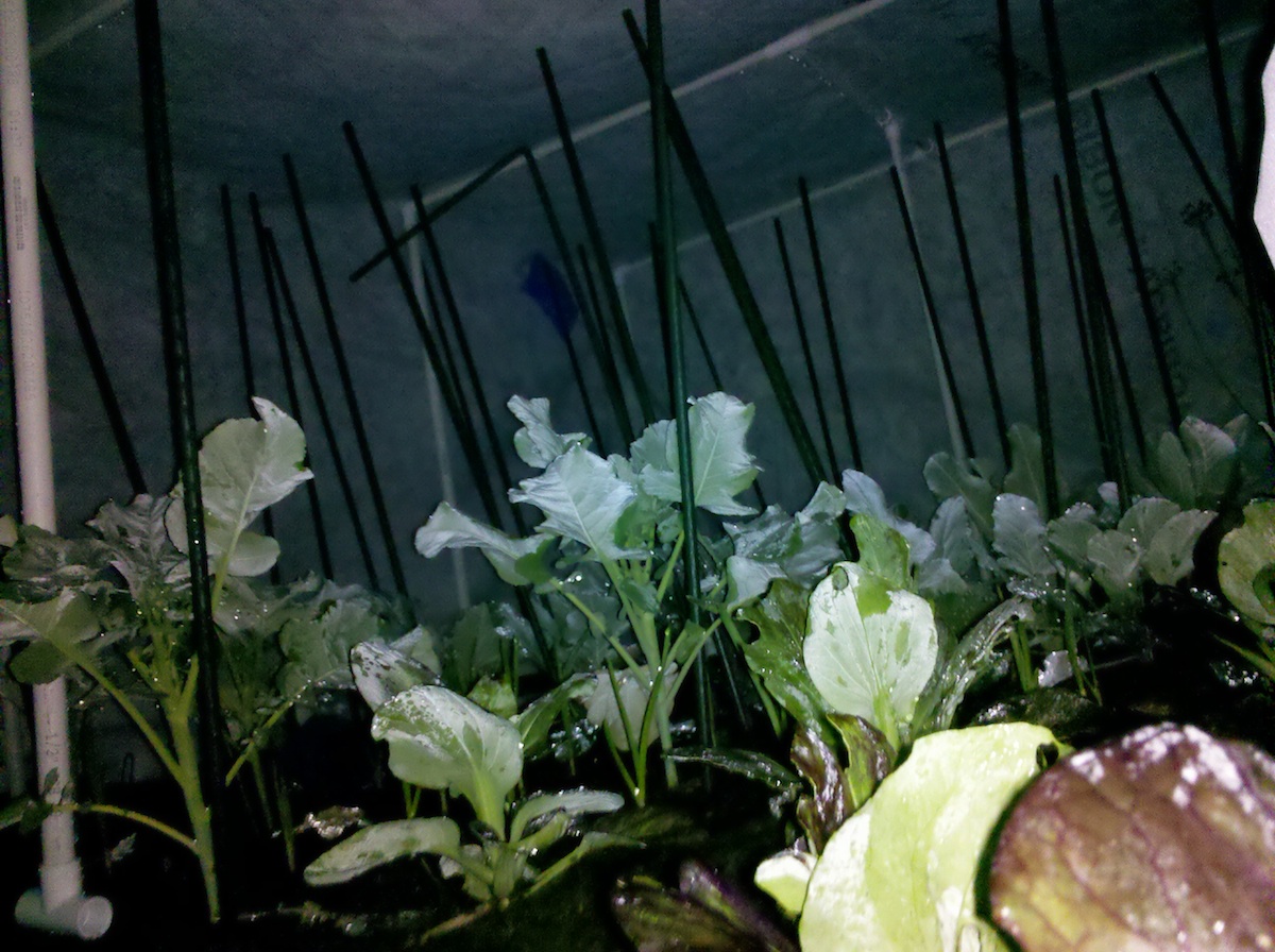 winter veggies hanging out under the frost blanket