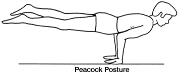 peacock asana