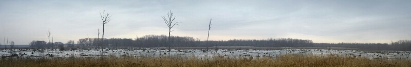 5_March_Marsh