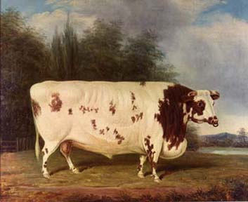 SHORTHORN BULL