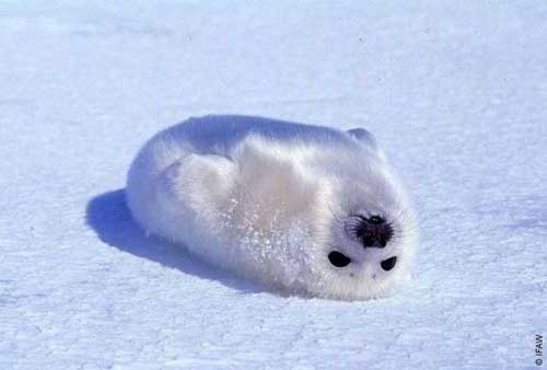 babyseal