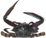 crabsm