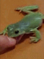 froggy_sm