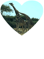 giraffes_su.gif