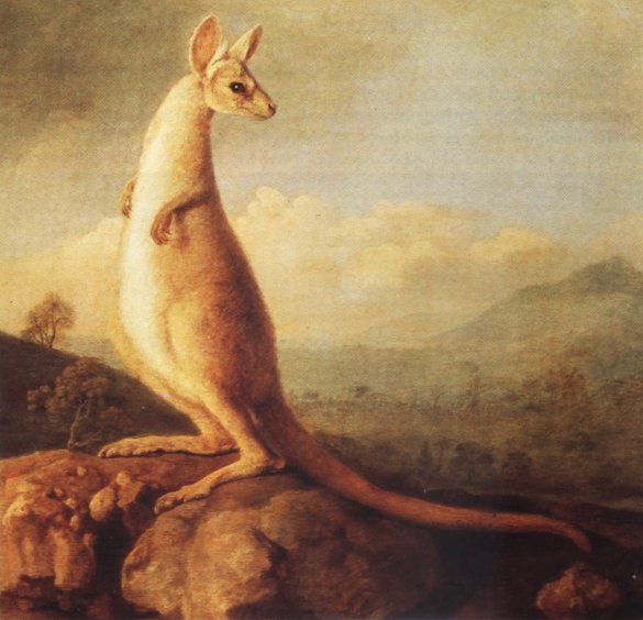 kangaroo