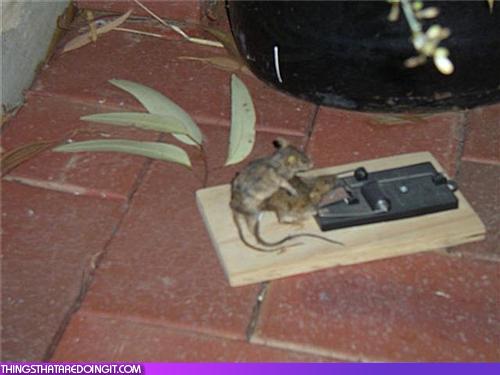 mouse.jpg