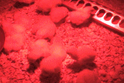 redchicks