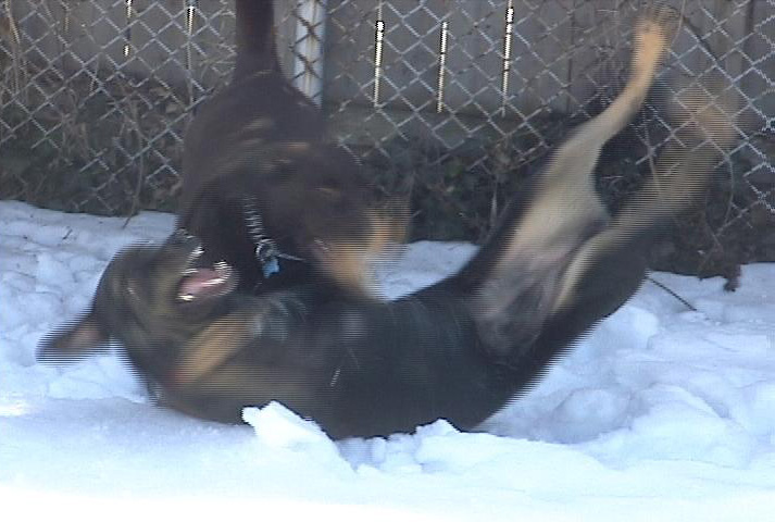 snowbabies