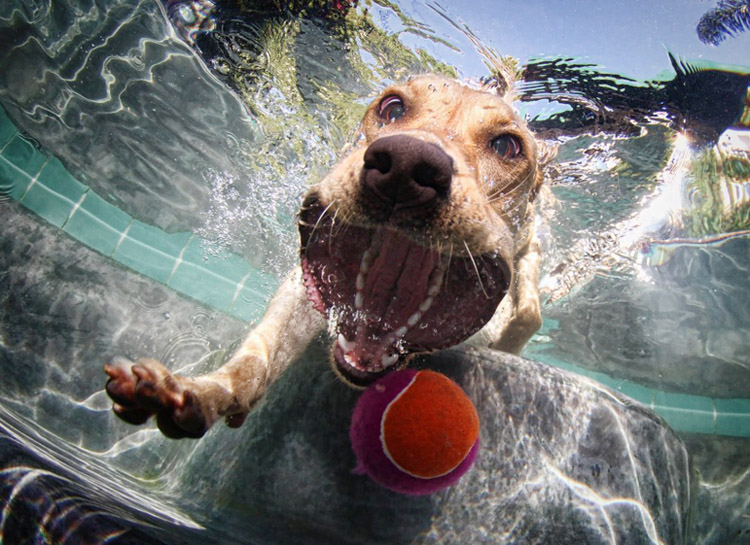 dog+ball