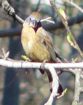 BLUE GROSBEAK