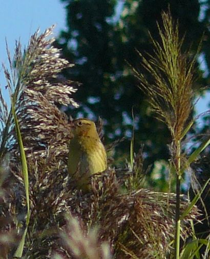 BOBOLINK