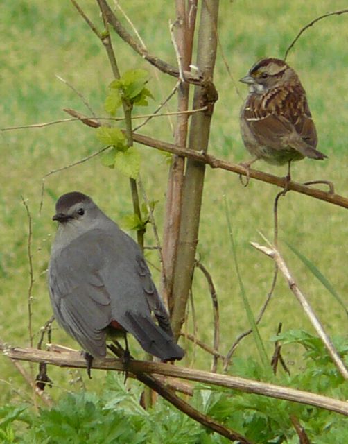 CATBIRD