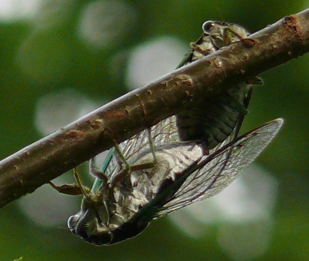 CICADA SEX