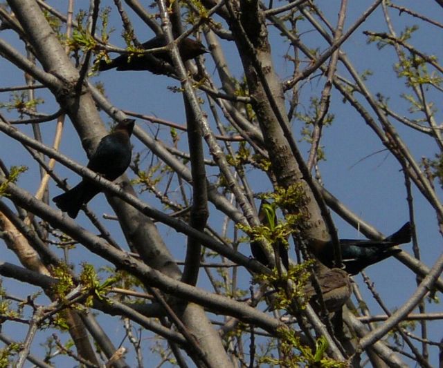 COWBIRDS