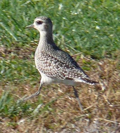 GOLDEN PLOVER