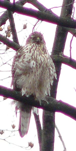 GOSHAWK