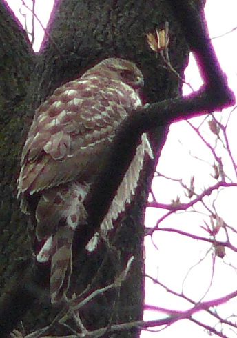 GOSHAWK2