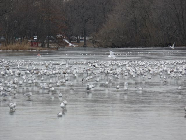 GULLS