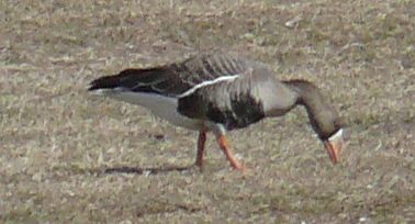 GWF GOOSE