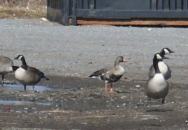 GWF GOOSE2