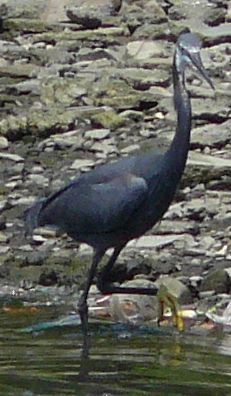 HERON2