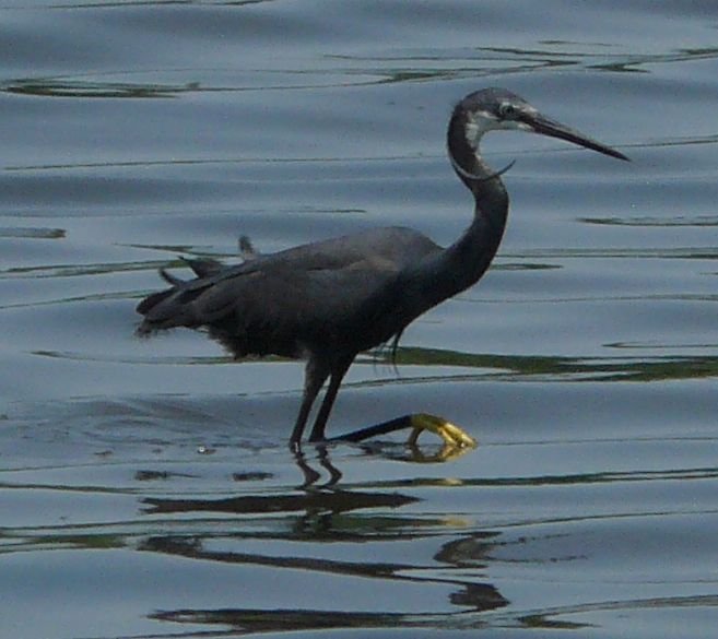 HERON3