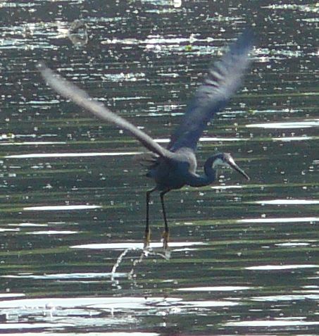 HERON4