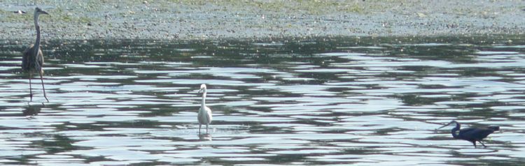 HERONS